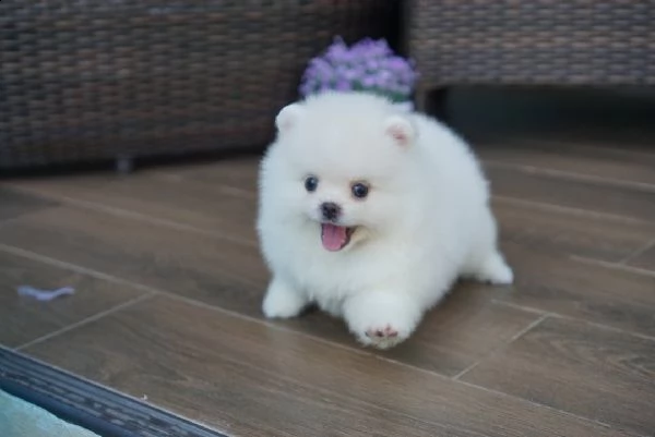 vendita cucciolo spitz tedesco nano, volpino della pomerania toy