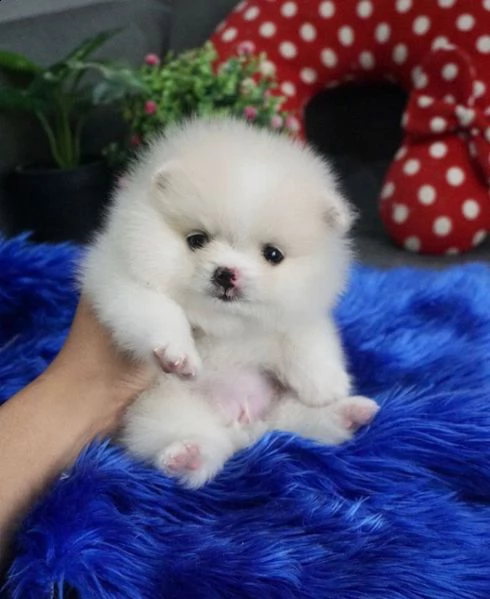ragazzo di pomerania. età 3 mesi | Foto 1