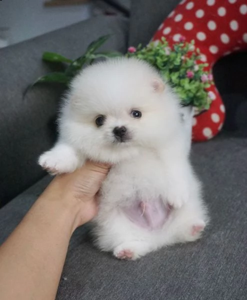 ragazzo di pomerania. età 3 mesi | Foto 0