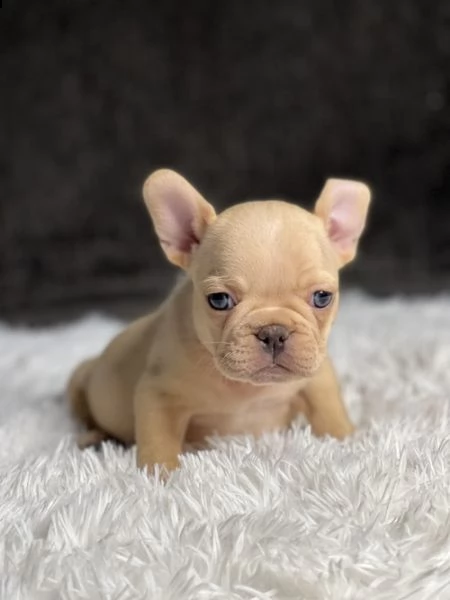  regalo bulldog francese.