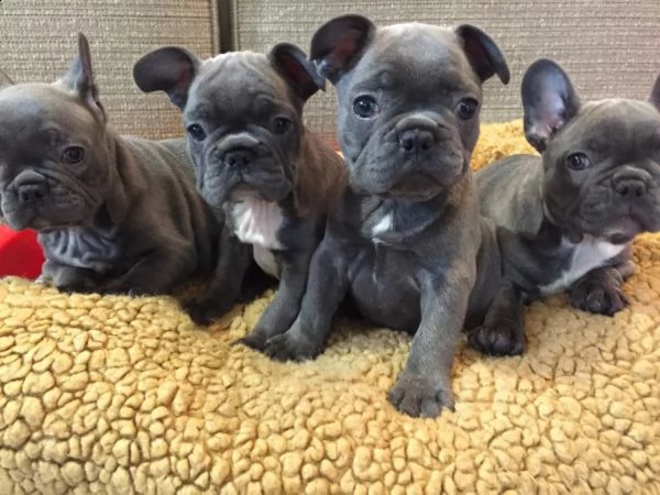 regalo cuccioli di cane a bulldog francese
