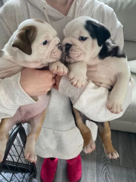 regarlo bulldog inglese cuccioli