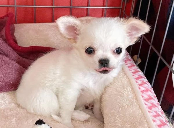 regalo cucciolo regalo cuccioli di chihuahua