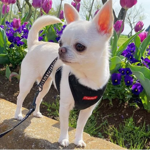ruuu regalo cucciolo regalo cuccioli di chihuahua