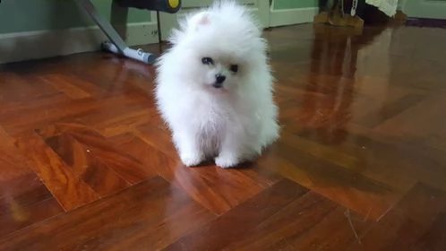 cucciolo spitz della pomerania nana | Foto 1
