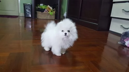 cucciolo spitz della pomerania nana | Foto 0