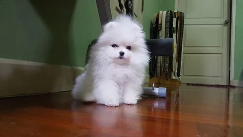 cucciolo spitz della pomerania nana