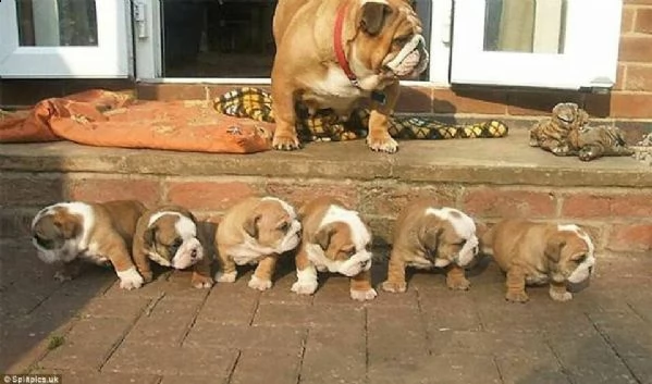  cuccioli di bulldog inglese 2 maschi 2 femmine. 
