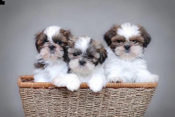 cucciolata shihtzu