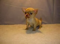 cucciolo di pincher chiwawa 