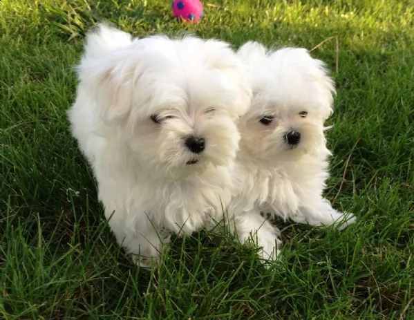 bellissimi cuccioli di maltese | Foto 0