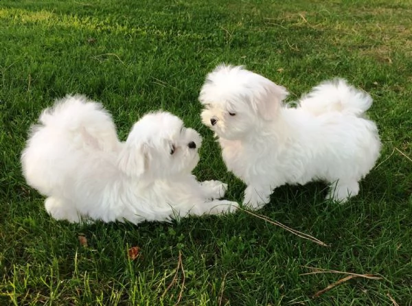 bellissimi cuccioli di maltese
