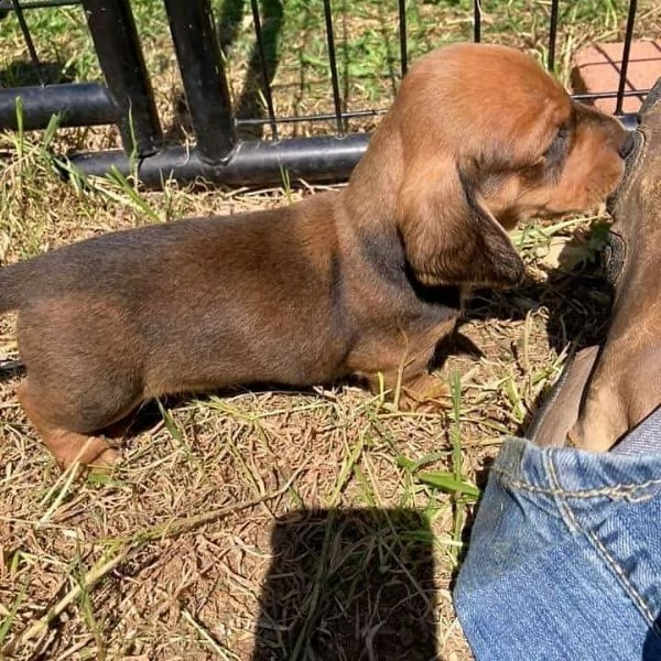 regalo adorabili cuccioli  bassotto femminucce e maschietti disponibili