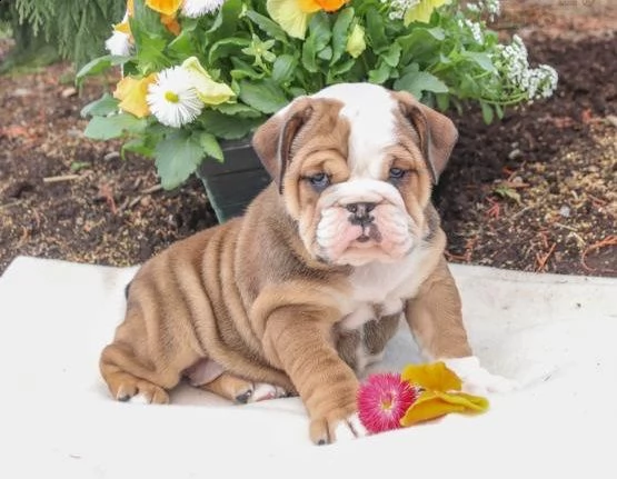 bulldog inglese cuccioli per l'adozione bellissima cucciolata cerca nuova famiglia, 4 maschi e 3 fem
