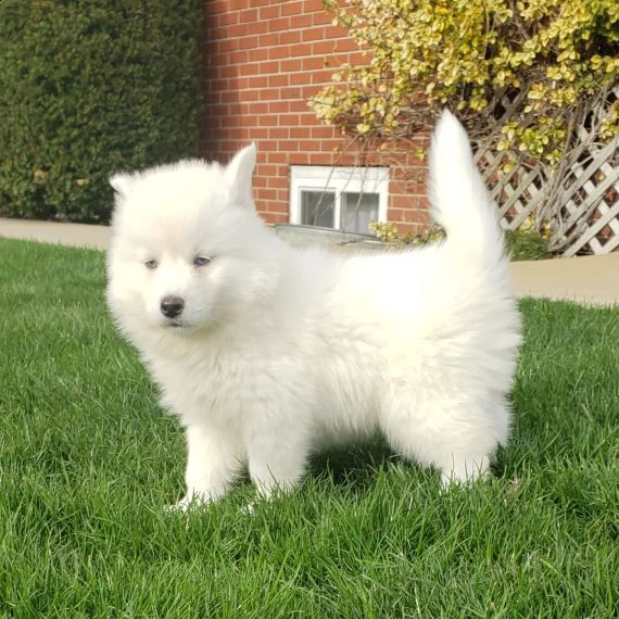  pomsky cuccioli per l'adozione bellissima cucciolata cerca nuova famiglia, 4 maschi e 3 femmina, 60