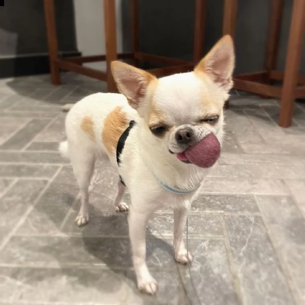regalo chihuahua cuccioli meravigliosi ! nati in casa da nostri esemplari ipertipici carattere ottim