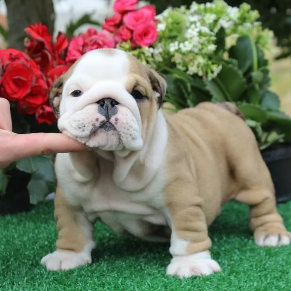 solo 12 settimane il mio adorabile cucciolo bulldog inglese è già vaccinato e sverminato, ed è già d