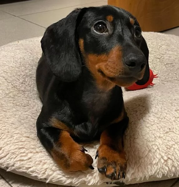 adorabili cuccioli di bassotto messi in adozione, sono gabbie domestiche aggiornate sullo scatto, in