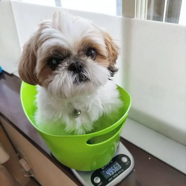 regalo cucciolo regalo shitzu