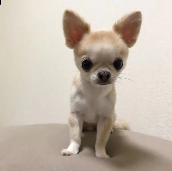 regalo cucciolo regalo cuccioli di chihuahua