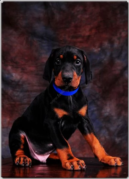 stupendi cuccioli neri di dobermann