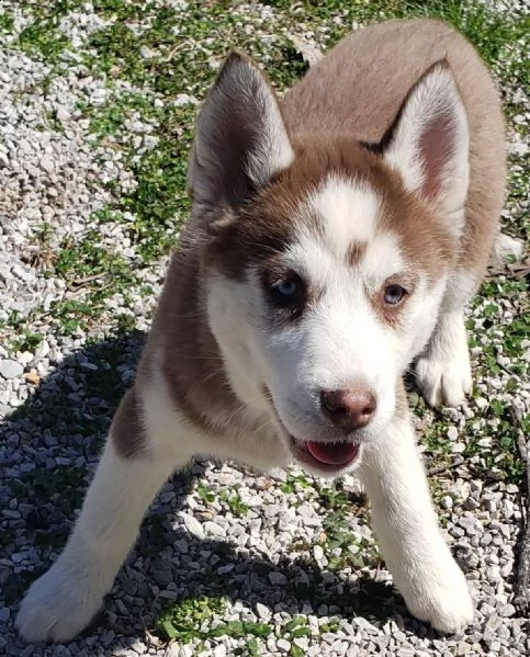 regalo cuccioli siberian husky maschio e femmina e-mail  (marieiris783[at]gmail[.com]) grazi  regalo cucc