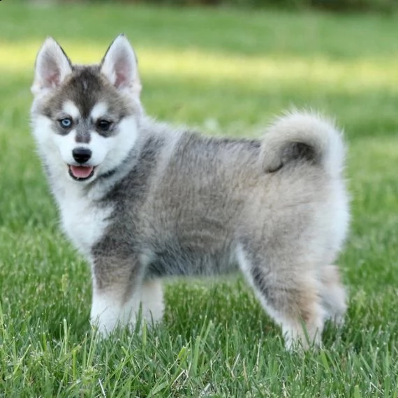regarlo pomsky cuccioli