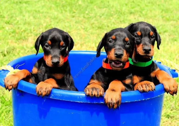 dobermann cuccioli di tre mesi