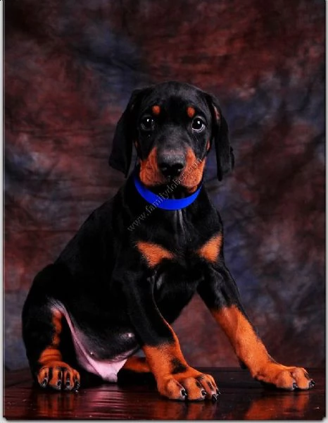 dobermann cuccioli di tre mesi | Foto 0