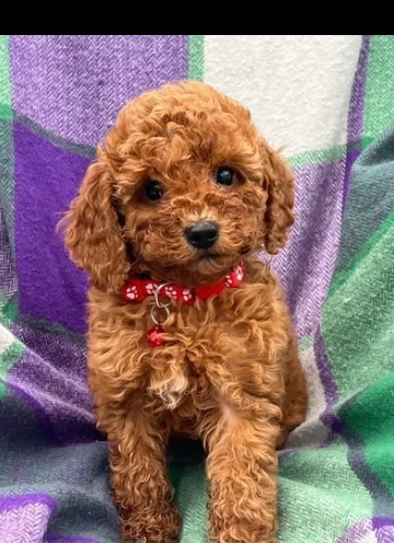 cuccioli barboncino toy rosso