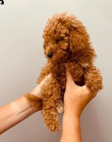 barboncini toy maschietti e femminuccia