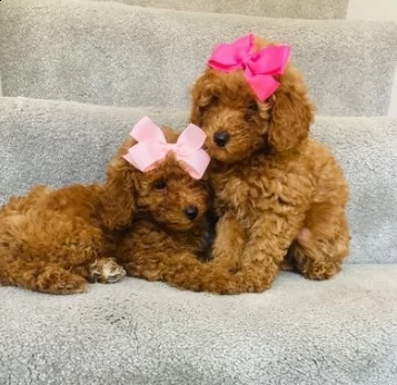 piccoli barboncino toy rosso