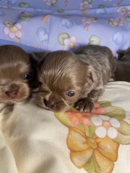 regalo chihuahua  | Foto 1