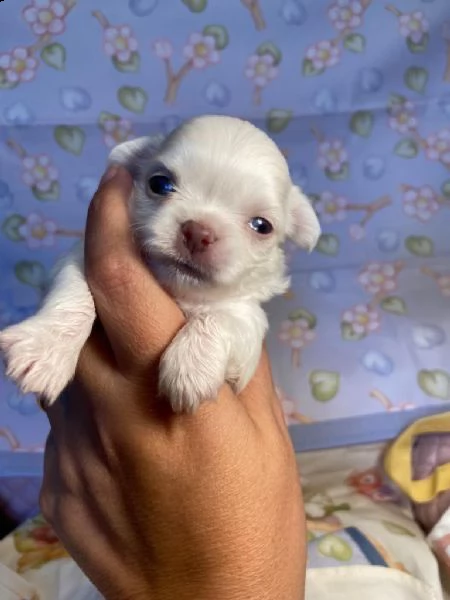 regalo chihuahua  | Foto 0