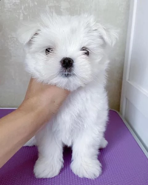 bellissimi cuccioli di maltese