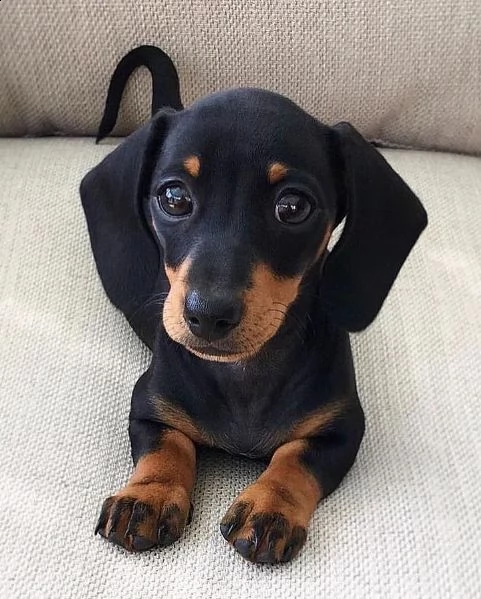 regalo adorabili cuccioli  bassotto femminucce e maschietti disponibili