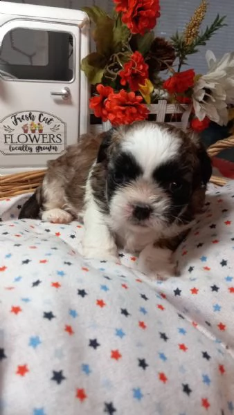 regalo cuccioli di shitzu e-mail  (marieiris783[at]gmail[.com]) grazi meraviglioso il musetto degli shih 