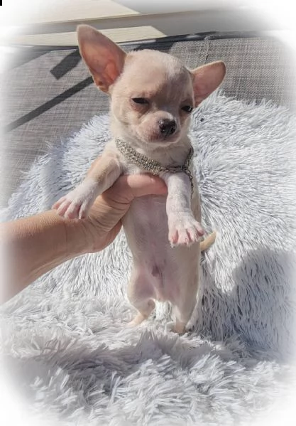chihuahua cuccioli introvabili cuccioli di chihuahua intelligenti e dolcissimi attaccati al padrone 