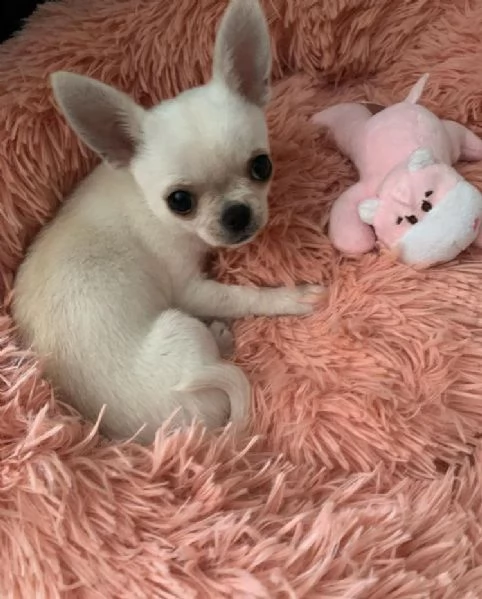 regalo cucciolo regalo cuccioli di chihuahua
