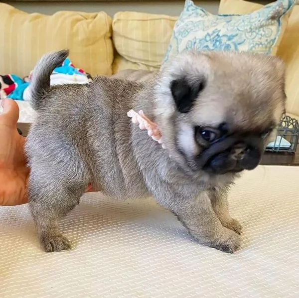  simpatico regalo di cuccioli di carlino