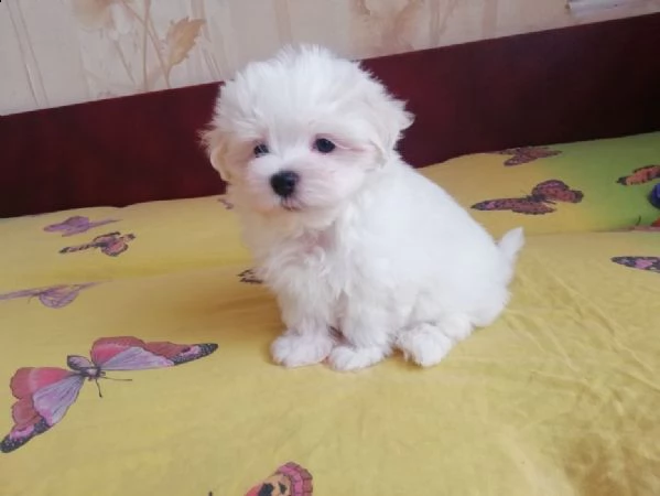 regalo cucciolo maltese