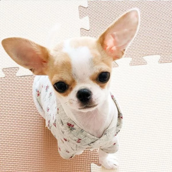 ?regalo cucciolo regalo cuccioli di chihuahua