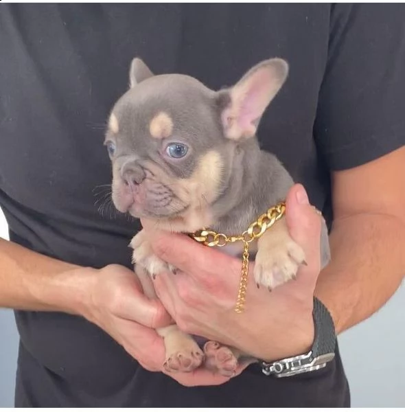 yuregalo cucciolo bulldog francese