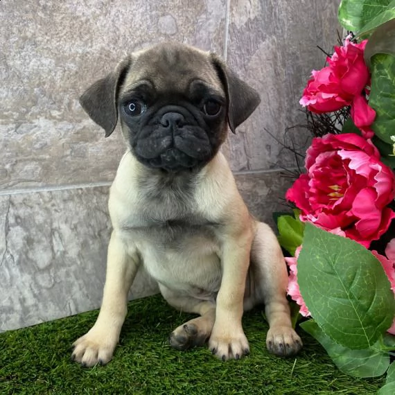regarlo carlino cuccioli bellissima cucciolata cerca nuova famiglia, 4 maschi e 3 femmina, 60 gg, tu