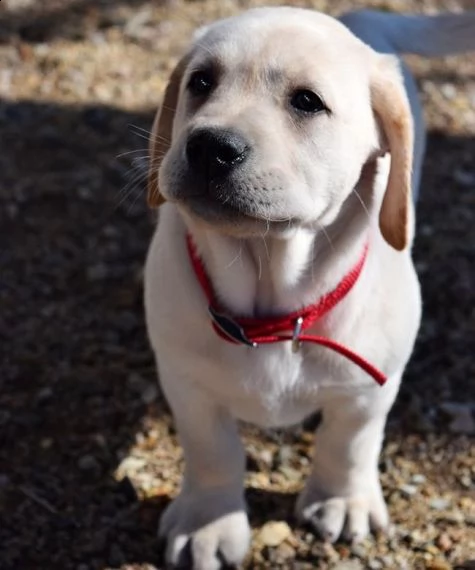 bello labrador , maschio e femmina, in regalo