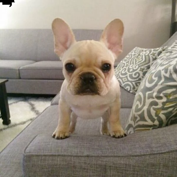 cuccioli di bulldog francese tipici 