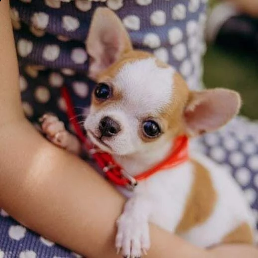 chihuahua pincher mini toy 