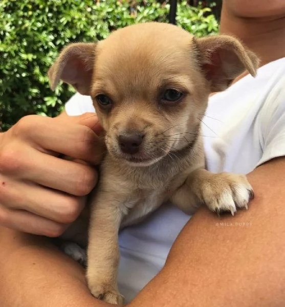 chihuahua mini toy 