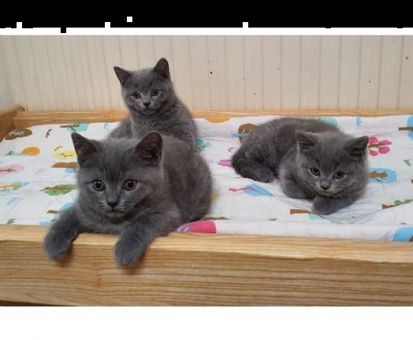 cuccioli di british blue gattini