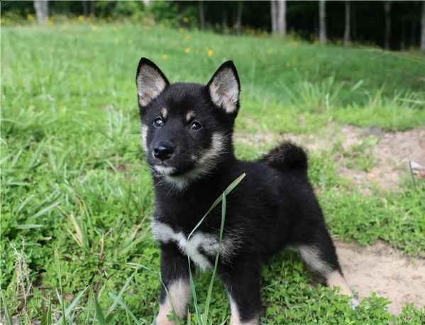 shiba inu cuccioli per l'adozione bellissima cucciolata cerca nuova famiglia, 4 maschi e 3 femmina, 